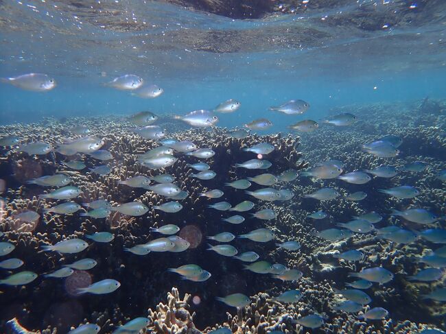 さあ～さあ～宮古島の海はどんなかしら？<br />新城海岸でいざシュノーケリング開始！