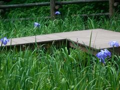 四季の森公園の花々