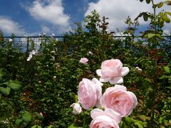 「あしかがフラワーパーク」の夏の花_2021_バラが、思いの外、綺麗に咲いていました（栃木県・足利市）