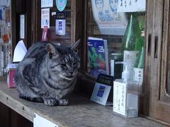 2020年10月　梅宮大社大社で猫まみれ　(名古屋・高山・京都巡り旅　その十五)