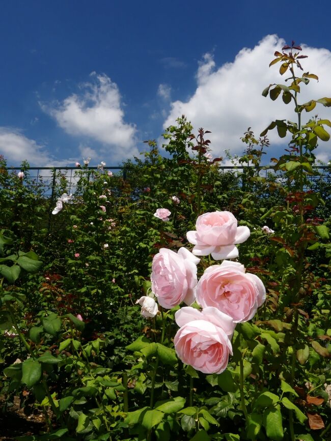 「あしかがフラワーパーク」の夏の花_2021_バラが、思いの外、綺麗に咲いていました（栃木県・足利市）