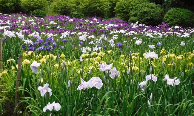 　何年か前に行ったことがありますが菖蒲が見頃とのことだったので、急に思い立って見に行きました。<br />紫系と白と黄色い花が咲いていました。<br />一部の畑では生育が悪いのか花が咲いていませんでした。