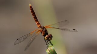 トヨタの森でハッチョウトンボ観察