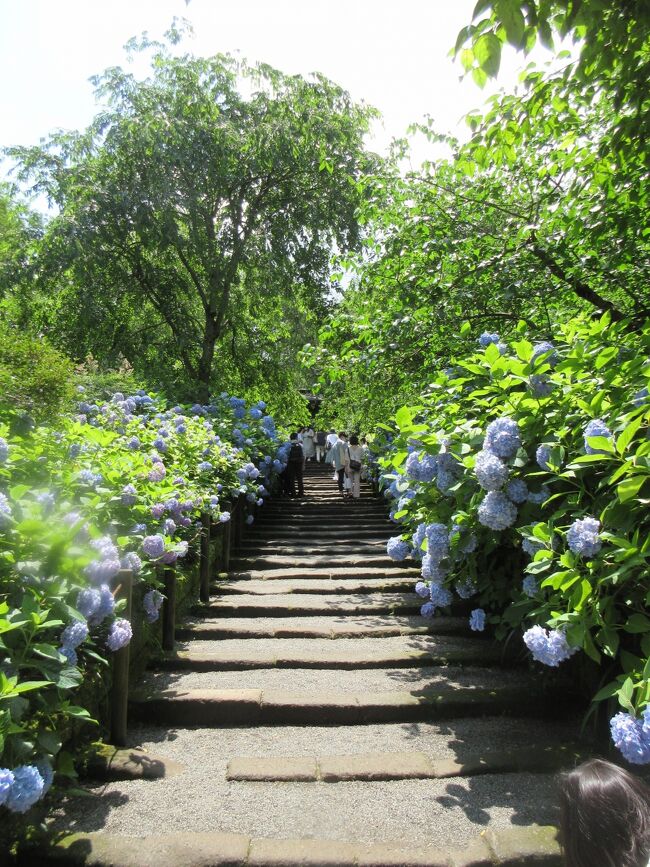 　５月に箱根へ出かけ無事に旅行ができたので６月は紫陽花を見に鎌倉へ行くことにしました。旅に出られるほど耳の具合がよくなってきました。前から紫陽花で有名なお寺へ行ってみたいと思いながらチャンスがありませんでした。また江の島にある温泉にも行ってみたいと思いました。<br />　ホテルは仙石原プリンスホテルのホスピタリティがとてもよかったのでこの旅行もプリンスに宿泊することにしました。西武プリンスクラブの会員登録をしたところお得な宿泊情報がメールで送られて来るようになり、紫陽花ディナーというコースは紫陽花を思わせる夕食で魅力的でした。そのコースで宿泊することにしました。　<br />　今まで海外に目を向け、海外の旅行記を書く事が多かったのですが耳管開放症という病気になり、今後は海外へ行き時差に耐えられるような旅をする体力が症状がよくならないと心配です。これからも今まで行くことができなかった日本の名所を無理なく旅しようと思います。<br /><br />温泉巡りの旅３　江の島