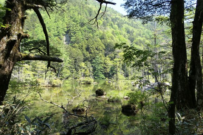 2021年6月6日-13日、信州に行きました♪<br />初夏の爽やかな山岳・高原・湖、温泉やグルメをたっぷりと楽しんできました♪<br /><br />☆Vol.116：第5日目（6月10日）上高地♪<br />今日は明神池へのハイキング。<br />上高地帝国ホテルから梓川に沿って河童橋へ歩き、<br />河童橋から梓川右岸コースで明神池への往復。<br />深い森や清流、<br />レンゲツツジが咲き始めた湿地、<br />梓川の向こうにそびえる山岳。<br /><br />2時間かけて穂高神社奥宮に到着。<br />3年ぶりで10回目。<br />厳かに参拝して、<br />無事に戻りましたと報告。<br />そして明神池へ。<br />明神池に新たに鳥居があり、<br />神秘の明神池へ参拝できるという嬉しい心意気。<br />誰もいない明神池。<br />風もなく、鏡のように映し出される明神岳。<br />目の前に神様がいらっしゃるという錯覚に。<br />厳かに参拝。<br /><br />明神池の辺に沿って歩く。<br />これほど誰もいない明神池は初めて。<br />時折、イワナが飛び跳ねる水音。<br />カエルの恋の歌。<br />水面に沿って飛ぶ水鳥。<br />屏風のようにそびえ立つ明神岳。<br />岩陰に咲くピンクのイワカガミ。<br />そよぐ初夏のレンゲツツジ。<br /><br />神秘の明神池。<br />たっぷりと1時間佇んで絶景を眺めて♪