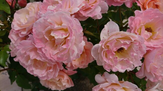 初夏の札幌は、いろいろな花が咲きます。ライラックにアカシアなど。でも、たくさんの種類のバラも咲いているのです。市内には、バラの香りが漂います。