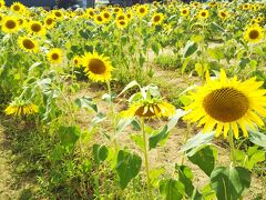 大賀の郷「ひまわりフェスタ」