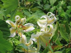 蝶の里公園を訪問しました②山野草類