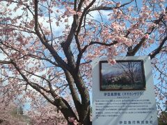 伊豆高原駅周辺を徒歩で散策（大寒桜・オルゴール館・八幡宮来宮神社）