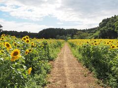 市原みつばち牧場のひまわり畑