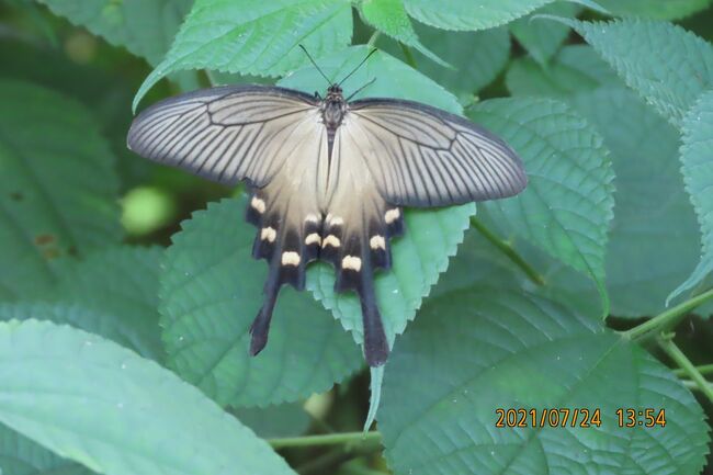 7月24日、川越駅を午前10時27分発の東武東上線の川越特急に乗り、武蔵嵐山へ行きました。　今日の目的は昨年訪問した蝶の里公園を訪問して国蝶のオオムラサキを見ることでした。　しかしながら、残念にもオオムラサキを見ることが出来ませんでした。　約3時間近く園内を見て回りました所、蝶の種類としてはジャコウアゲハ、クロヒカゲ等15種類の蝶を見ることが出来ました。<br />ここではジャコウアゲハ、シロチョウ類、ヒカゲチョウ類を纏めました。<br /><br /><br />*写真はジャコウアゲハ♀
