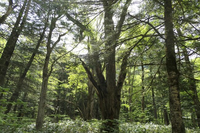 2021年6月6日-13日、信州に行きました♪<br />初夏の爽やかな山岳・高原・湖、温泉やグルメをたっぷりと楽しんできました♪<br /><br />☆Vol.140：第6日目（6月11日）上高地♪<br />今日は田代池・大正池のハイキング♪<br />上高地帝国ホテルから田代池・大正池の往復。<br />薄曇りながら、穂高連峰は雲に隠れることはなく、くっきり。<br />田代橋へ。<br />ここから見る梓川は美しい。<br />上流は穂高連峰。<br />下流は清流と新緑の森で焼岳がみえる。<br />田代池へ森林ルートである林間コース。<br />深い森の中を歩くとひっそりと咲く可憐な花。<br />時折、エゾリスが木から木へと渡り歩く。<br />猿が気まぐれに小道を横切る。<br />田代湿原に出ると咲き始めたオレンジ色のレンゲツツジや黄色のニッコウキスゲ。<br />黄緑の湿原の向こうに残雪が輝く穂高連峰。<br />田代池ではイワナの幼魚がたくさん泳く。<br />夫婦のカモたちが優雅に泳ぐ。<br />田代池から大正池へ。<br />森や草原の景色を愛でながら。<br />途中に川原に出る。<br />大正池の上流では枯れ木が立ち並ぶが、<br />一昨年の台風で多くの立木が失われ、わずか5-6本しかない。<br />それでも、水の中から枯れ木が立ち、<br />その向こうに焼岳の風景は美しい。<br />清流の上の歩道。<br />見下ろすとたくさんのカモが優雅に泳ぐ。<br />大正池に到着。<br />池の向こうにそびえる焼岳。<br />その北側に残雪が見える。<br />向かって右側の穂高連峰。<br />遠くなるが、眺めは美しい。<br />ここまでにゆったりと景色を愛でながら歩いて2時間。<br />大正池ホテルでお土産を買っていく。<br />大正池でまったりと休憩をしたら、来た道を戻り歩く。<br />田代池を経由して上高地帝国ホテルへゆったりと帰る♪