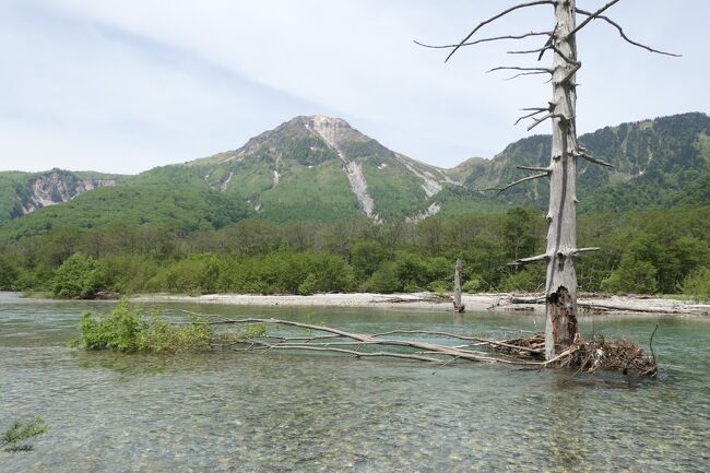 2021年6月6日-13日、信州に行きました♪<br />初夏の爽やかな山岳・高原・湖、温泉やグルメをたっぷりと楽しんできました♪<br /><br />☆Vol.141：第6日目（6月11日）上高地♪<br />今日は田代池・大正池のハイキング♪<br />上高地帝国ホテルから田代池・大正池の往復。<br />薄曇りながら、穂高連峰は雲に隠れることはなく、くっきり。<br />田代橋へ。<br />ここから見る梓川は美しい。<br />上流は穂高連峰。<br />下流は清流と新緑の森で焼岳がみえる。<br />田代池へ森林ルートである林間コース。<br />深い森の中を歩くとひっそりと咲く可憐な花。<br />時折、エゾリスが木から木へと渡り歩く。<br />猿が気まぐれに小道を横切る。<br />田代湿原に出ると咲き始めたオレンジ色のレンゲツツジや黄色のニッコウキスゲ。<br />黄緑の湿原の向こうに残雪が輝く穂高連峰。<br />田代池ではイワナの幼魚がたくさん泳く。<br />夫婦のカモたちが優雅に泳ぐ。<br />田代池から大正池へ。<br />森や草原の景色を愛でながら。<br />途中に川原に出る。<br />大正池の上流では枯れ木が立ち並ぶが、<br />一昨年の台風で多くの立木が失われ、わずか5-6本しかない。<br />それでも、水の中から枯れ木が立ち、<br />その向こうに焼岳の風景は美しい。<br />清流の上の歩道。<br />見下ろすとたくさんのカモが優雅に泳ぐ。<br />大正池に到着。<br />池の向こうにそびえる焼岳。<br />その北側に残雪が見える。<br />向かって右側の穂高連峰。<br />遠くなるが、眺めは美しい。<br />ここまでにゆったりと景色を愛でながら歩いて2時間。<br />大正池ホテルでお土産を買っていく。<br />大正池でまったりと休憩をしたら、来た道を戻り歩く。<br />田代池を経由して上高地帝国ホテルへゆったりと帰る♪