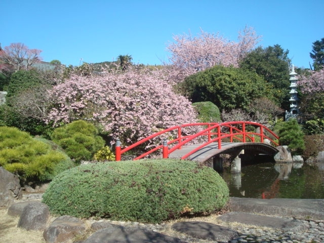 2019年3月上旬、桜を見るために伊東駅から徒歩で松月院と伊東公園へ行き、ランチ後、バスで伊豆高原のさくらの里へ行きました。