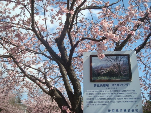 2019年3月上旬、早咲きの桜を見に伊豆高原駅へ。<br />駅前にあるオオカンザクラの桜並木を見て、オルゴール館・八幡宮来宮神社へ徒歩で行き、伊豆高原駅へ戻り、所要時間は2時間でした。