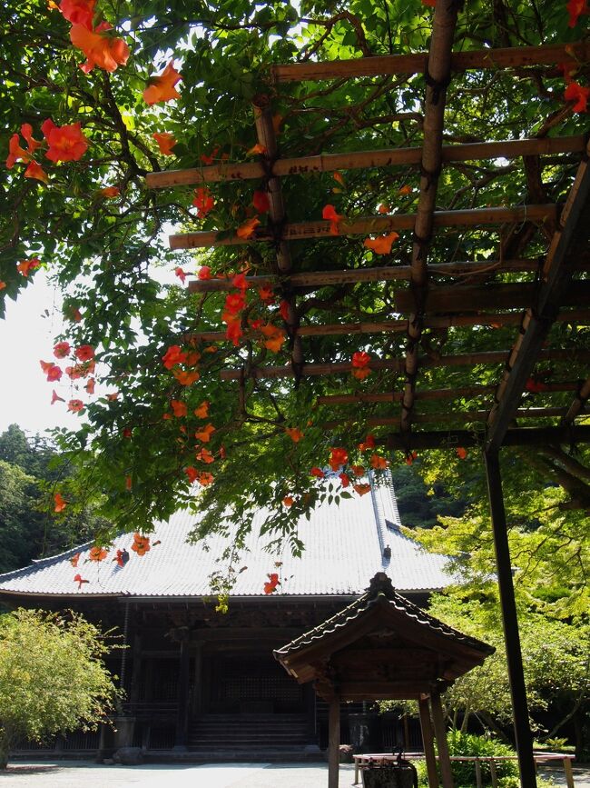 葉月の花咲く鎌倉