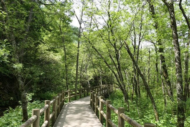 2021年6月6日-13日、信州に行きました♪<br />初夏の爽やかな山岳・高原・湖、温泉やグルメをたっぷりと楽しんできました♪<br /><br />☆Vol.142：第6日目（6月11日）上高地♪<br />今日は田代池・大正池のハイキング♪<br />上高地帝国ホテルから田代池・大正池の往復。<br />薄曇りながら、穂高連峰は雲に隠れることはなく、くっきり。<br />田代橋へ。<br />ここから見る梓川は美しい。<br />上流は穂高連峰。<br />下流は清流と新緑の森で焼岳がみえる。<br />田代池へ森林ルートである林間コース。<br />深い森の中を歩くとひっそりと咲く可憐な花。<br />時折、エゾリスが木から木へと渡り歩く。<br />猿が気まぐれに小道を横切る。<br />田代湿原に出ると咲き始めたオレンジ色のレンゲツツジや黄色のニッコウキスゲ。<br />黄緑の湿原の向こうに残雪が輝く穂高連峰。<br />田代池ではイワナの幼魚がたくさん泳く。<br />夫婦のカモたちが優雅に泳ぐ。<br />田代池から大正池へ。<br />森や草原の景色を愛でながら。<br />途中に川原に出る。<br />大正池の上流では枯れ木が立ち並ぶが、<br />一昨年の台風で多くの立木が失われ、わずか5-6本しかない。<br />それでも、水の中から枯れ木が立ち、<br />その向こうに焼岳の風景は美しい。<br />清流の上の歩道。<br />見下ろすとたくさんのカモが優雅に泳ぐ。<br />大正池に到着。<br />池の向こうにそびえる焼岳。<br />その北側に残雪が見える。<br />向かって右側の穂高連峰。<br />遠くなるが、眺めは美しい。<br />ここまでにゆったりと景色を愛でながら歩いて2時間。<br />大正池ホテルでお土産を買っていく。<br />大正池でまったりと休憩をしたら、来た道を戻り歩く。<br />田代池を経由して上高地帝国ホテルへゆったりと帰る♪