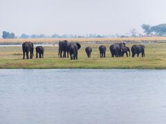 南アフリカの旅（６）ボツワナ、チョベ国立公園