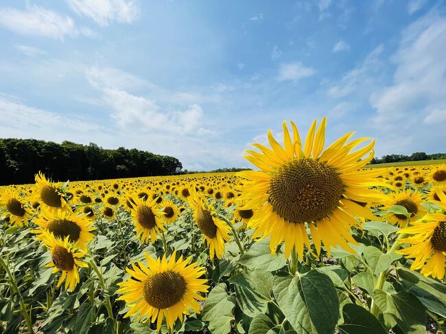 おやじ達の晩夏