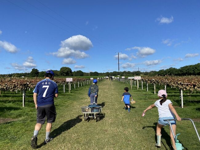 ロンドン郊外の農場へ　"Pick your own" Hillside farm