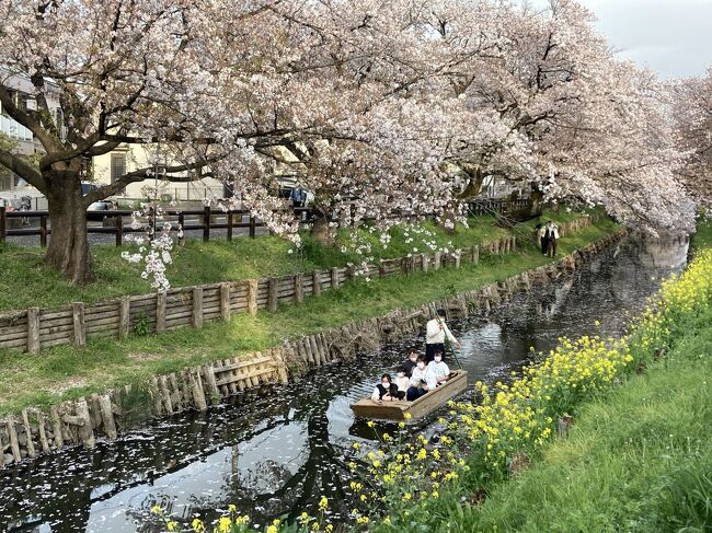 今年の桜はちょっと早めでした。<br />川越近辺で見た桜を時系列で並べてみます。