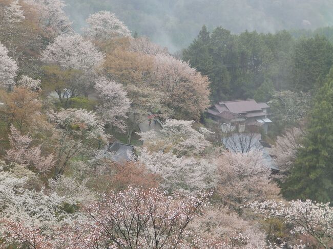 2015年のお花見は奈良京都でした。雨の吉野山から京都に回って仁和寺の御室桜を見てきました。下千本は終わりかけでした。