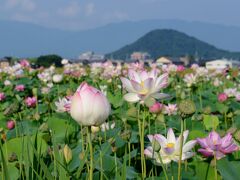 藤原宮跡花園 & おふさ観音に遊ぶ