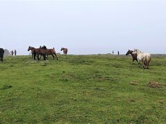 20210721-25　下北・津軽半島と日本海沿い乗り鉄の旅　vol.1　仏ヶ浦、大間崎、尻屋崎、恐山