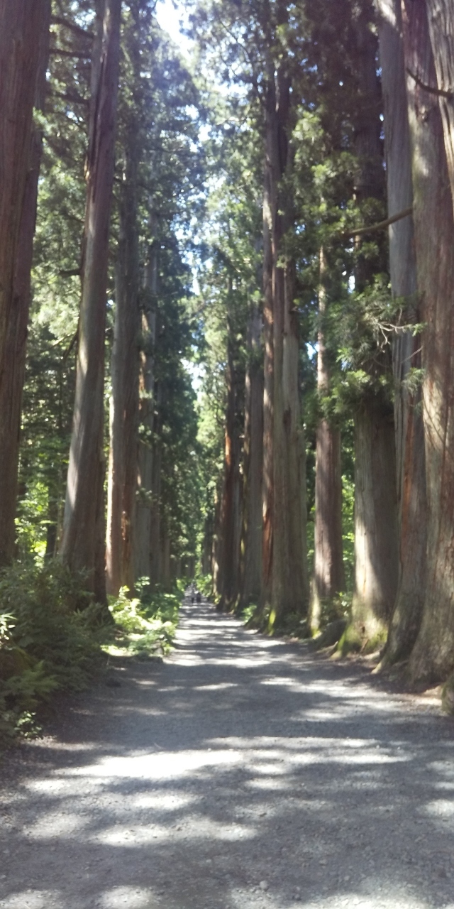 東京が暑すぎて、暇だったので、きっと長野なら涼しいはず、と思って訪れました。<br /><br />私は山手線の左側に住んでいるので、大宮から新幹線に乗りました。<br />9：09大宮発かがやきに乗って10時前には長野に到着。<br /><br />車の運転が苦手なのでバスで戸隠に向かいます。<br /><br />駅の善光寺口を出て、ドン・キホーテの方に渡るとアルピコ交通の待合所があります。<br />ここで戸隠1日パスを購入しました（現金のみ）<br />バスの時刻表と1日パスの提示で割引が受けられる蕎麦屋さんの一覧がもらえました。<br /><br />10：40発のバスで戸隠奥社へ。11：48着。<br /><br />お腹すいていなかったけど奥社まで50分、帰りは40分かかるので、先にランチを食べることにしました。<br /><br />奥社参道入口に入ってすぐのなおすけさんへ。<br />一人でも入りやすかったです。カウンターに案内されました。<br />とろろそば1050円をオーダーしました。<br />とても美味しかったし、なんといってもスタッフさんの対応が明るく元気でとても好感が持てました。<br /><br />私は常にノーマスクなのですが、マスクの圧力もありませんでした。<br /><br />12：30には食べ終わり、奥社に向かいますが、とにかく日差しが強く、日傘差してる人も沢山いました。<br />そして何よりも虫？アブ？がブンブンしてました。<br />虫よけは必須です。<br /><br />杉並木の途中から上り坂になり、ゴツゴツした場所もありました。<br />また、奥社にはお手洗いがなく、途中にあるお手洗いが大分汚かったので、参道入る前に済まされることをお勧めします。駐車場にあるお手洗いはまだ大丈夫です。<br /><br />奥社のすぐ近くに九頭龍社があり、社務所は兼用でどちらもの御朱印が頂けます。（それぞれ400円）<br />コロナの影響で持参した御朱印帳には書き入れてもらえず、紙の御朱印でした。<br /><br />13：30から下りはじめて（社務所前で10分位休みました）14：10位には降りてこれました。<br /><br />14：23に奥社前のバス停からバスに乗り、中社前で降りました。<br />中社は階段を登るか、階段の左側の坂を登っていきます。<br /><br />中社参拝後、徒歩で火之御子社へ向かいました。徒歩15分とのことですが、実際にはもう少しかかったかもしれません。<br />最初は住宅の中を通っていきますが、だんだん山道になり、熊出没注意の看板があり若干ビビりながら向かいました。<br />参拝する人はあまりいないのか、ここと宝光社では1人位しかお見かけしませんでした。<br />薄暗くて一人では怖いと思う方もいるかもしれません。<br />お手洗いは1つあり、そんなに汚くなかったです。<br /><br />火之御子社から宝光社への道も同じような山道です。<br /><br />火之御子社には社務所がなく、宝光社で火之御子社の御朱印も頂けるようです。<br /><br />宝光社参拝後、時間が若干余ってたので、ベンチで時間調整をし、<br />階段を下ってバス停向かいます。<br />バス停の前の商店でアイスやお土産も少し売ってました。<br /><br />16：28のバスで長野駅に向かいました。<br /><br />17：30に長野駅に着きました。<br />晩御飯どうしようか、お蕎麦は食べたくない、お肉は食べないので、<br />さんざん彷徨い、迷った挙句、結局MIDORIの中で半額になった中華弁当を購入し、ホテルで食べることにしました。<br /><br />宿泊はチサングランドホテルで、駅から徒歩5分です。<br />楽天トラベルで1000円のクオカード付きのプランで6400円でした。<br /><br />アメニティはフロント横から必要なものを持っていくスタイルで、コーヒーマシーンもありました。<br />女性向けのアメニティがあまりないのが残念でした。<br /><br />ですが、お部屋が普通のビジネスホテルに比べると広めなのが良かったです。<br /><br /><br />2日目<br /><br />10時にチェックアウトし、善光寺に徒歩で向かいました。（ちょっと遠いですが歩けます）<br /><br />参道の土産物店、たきやさんで野沢菜おやきを買って店内で食べました。<br />（温めてくれて、そば湯もくれました）<br /><br />善光寺は平日ですがわりと人がいました。<br />おみくじは凶でした。御朱印は持参した御朱印帳に書き入れてもらえました。300円でした。<br /><br />帰りは長野電鉄で長野駅まで向かいました。<br />参道の出口から善光寺下駅まで徒歩7分位でした。<br />地下に駅があるのですが、とても古く薄暗くてびっくりしました。<br />そして車両が東急田園都市線のものでまたびっくり。<br />長野駅に着いて、向かいのホームにいた車両が東京メトロ日比谷線のものでまたびっくり。<br />東京で使わなくなった車両を利用しているようです。<br /><br />駅のショッピングモールで買い物して17時位の新幹線で東京に戻りました。<br /><br /><br /><br /><br />