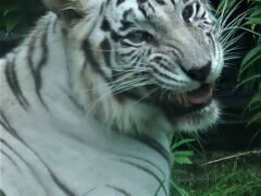 鹿児島24　平川動物公園-1　アフリカの草原・野生の犬猫類　☆ホワイトタイガー・キリン等