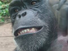 鹿児島25　平川動物公園-2　世界のサル類・南米の自然　☆オランウータン/ニホンザル・ラマ