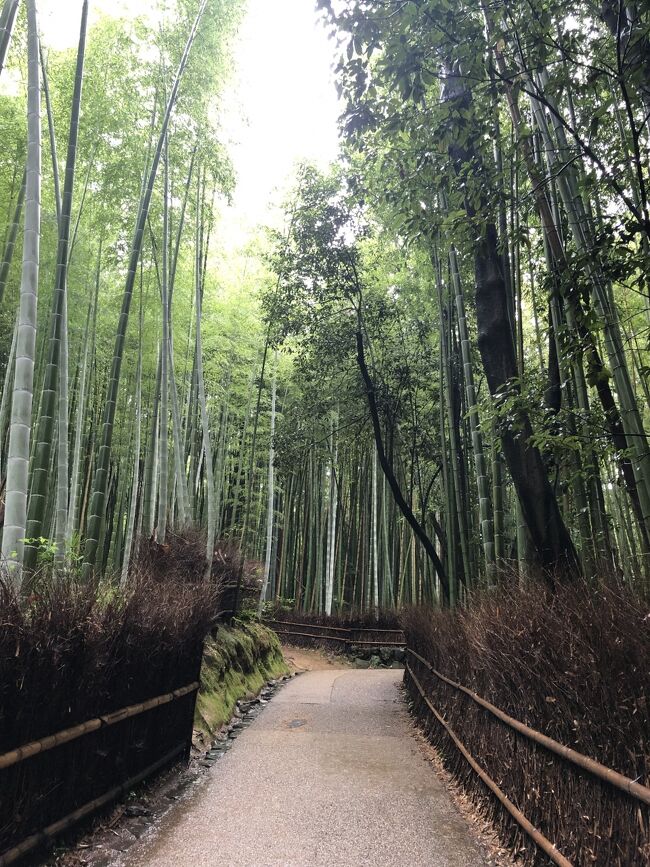 雨のふる一日でしたが、雨の嵐山も,いいものです。<br /><br />久しぶりに天龍寺に参拝。<br /><br />竹林の道も、野宮神社でも静かな雰囲気を味わえました。<br /><br />桂川河畔の「嵐野亭」では、嵐山の景色を眺めながらアフタヌーンティーを<br /><br />いただきました。