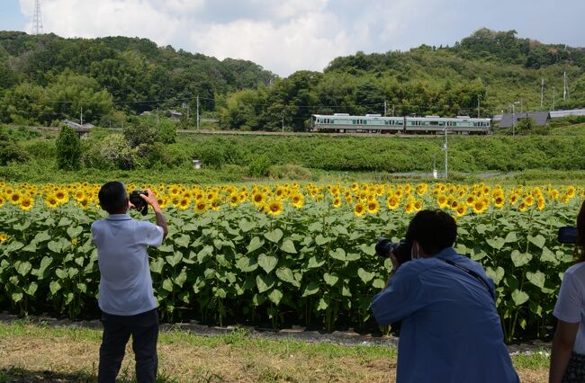 橿原市でハナハス・キバナコスモス、風鈴まつりを楽しんだ後は、ヒマワリを楽しむ。<br />先ず、向かったのは、五條市上野（こうずけ）公園隣りのヒマワリ園。<br /><br />ここのヒマワリは、背が高くて、素晴らしい！　　<br />近くをＪＲ和歌山線が通っていて、電車をバックにヒマワリの写真が撮れます。　<br />ヒマワリ園内には、電車の通過する時刻表が案内されていて有難いです。　<br />私も１０分ほど待って、ヒマワリ＆電車の写真を撮ることが出来ました。<br /><br />この後、帰路に立ち寄ったのが、馬見丘陵公園（奈良県広陵町）。　<br />時間的な制約もあり、訪れたのは、南エリアのヒマワリ園のみ。<br /><br />・上野（こうずけ）公園のヒマワリ園<br />　資源循環型社会づくりのシンボルとして、五條市が官民協働で遊休農地40aを再生しました。開設したヒマワリ園では、あすなろ園がボランティアの協力も得ながら、栽培管理から収穫・搾油までの作業を担当しています【近畿農政局の紹介ページより】<br /><br />・ひまわり園についてはこちら<br />　　　https://www.city.gojo.lg.jp/soshiki/ecorelay/1_1/4/10864.html<br /><br />・馬見丘陵公園の花だよりはこちら<br />　　　http://www.pref.nara.jp/36498.htm