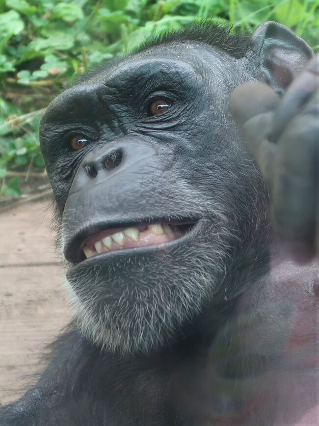 鹿児島市平川動物公園は、鹿児島県鹿児島市平川町にある日本の動物園。<br />園内に入ると、桜島、錦江湾を背景にマサイキリンなどがいるアフリカ園、フライングケージやリスの森などの無柵放養式展示の施設が多い。<br />1984年（昭和59年）には、多摩動物公園、東山動物園とともに日本で初めてクイーンズランドコアラが来園し、1997年（平成9年）5月には、コアラ6世が誕生し話題になった。<br />園では、特別天然記念物のアマミノクロウサギやルリカケス・ナベヅル・エラブオオコウモリなどの郷土特有の動物の繁殖にも成功している。<br />総面積：314,000m2　　　飼育動物数：140種1,000頭<br />1972年10月14日 - 平川町に移転し、平川動物公園としてリニューアルオープン。<br />1984年 - オーストラリアからコアラ来園。<br /><br />世界のサルゾーン<br />飼育動物 - オランウータン、チンパンジー、シロテテナガザル、アビシニアコロブス、シシオザル、パタスモンキー、マンドリル、ニホンザル、フサオマキザル、ワオキツネザル、フクロテナガザル、ブラックザエノンなど<br /><br />南米の自然（草原）ゾーン<br />飼育動物 - カピバラ、チリーフラミンゴ、ベニイロフラミンゴ、ブラジルバク、マーラ、ラマ<br />フリー百科事典『ウィキペディア（Wikipedia）』より引用<br /><br />平川動物公園　については・・<br />https://hirakawazoo.jp/news/20736<br />