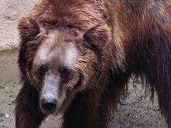 鹿児島27　平川動物公園-4　世界のクマ類・不思議な動物　☆エゾヒグマ・ブラジルバク