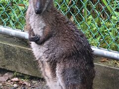 鹿児島28　平川動物公園-5　オーストラリア園・世界の鳥類　☆カンガルー・コンドル等