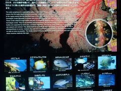 鹿児島29　かごしま水族館-1　黒潮大水槽・南西諸島の海　☆ジンベイザメ・サンゴ礁の魚