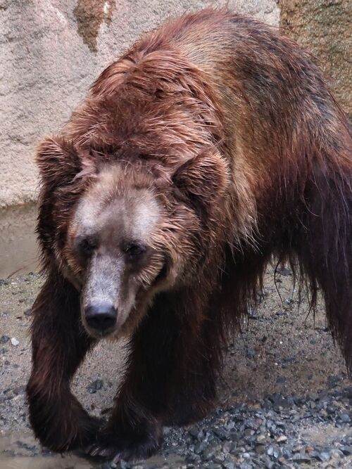 鹿児島27 平川動物公園-4 世界のクマ類・不思議な動物 ☆エゾヒグマ・ブラジルバク』鹿児島市(鹿児島県)の旅行記・ブログ by マキタン２さん 【フォートラベル】