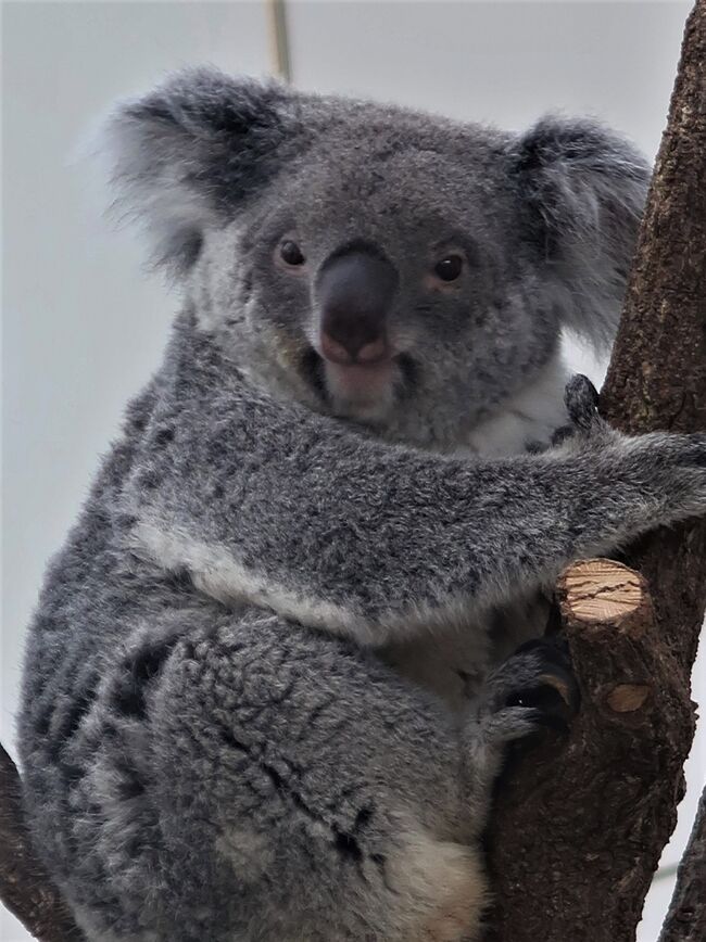 鹿児島26 平川動物公園 3 コアラ館は別格 一番人気 観客3人で 目覚ましコアラに接近 鹿児島市 鹿児島県 の旅行記 ブログ By マキタン2さん フォートラベル 鹿児島26 平川動物公園 3 コアラ館は別格 一番人気 観客3人で 目覚ましコアラに接近 鹿児島市 鹿児島県 の旅行記 ブログ By マキタン2さん フォートラベル