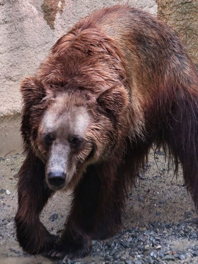 鹿児島市平川動物公園は、鹿児島県鹿児島市平川町にある日本の動物園。<br />園内に入ると、桜島、錦江湾を背景にマサイキリンなどがいるアフリカ園<br />、フライングケージやリスの森などの無柵放養式展示の施設が多い。<br />1984年（昭和59年）には、多摩動物公園、東山動物園とともに日本で初めてクイーンズランドコアラが来園し、1997年（平成9年）5月には、コアラ6世が誕生し話題になった。<br />園では、特別天然記念物のアマミノクロウサギやルリカケス・ナベヅル・エラブオオコウモリなどの郷土特有の動物の繁殖にも成功している。<br />総面積：314,000m2　　　飼育動物数：140種1,000頭<br />1972年10月14日 - 平川町に移転し、平川動物公園としてリニューアルオープン。<br />1984年 ? オーストラリアからコアラ来園。<br /><br />世界のクマゾーン<br />飼育動物 - ニホンツキノワグマ、マレーグマ、エゾヒグマ、ホッキョクグマ、カリフォルニアアシカ、ヒトコブラクダ、コシベニペリカン<br /><br />不思議な動物ゾーン<br />飼育動物 - オジロワシ、トキイロコンドル、アルダブラゾウガメ、エジプトルーセットオオコウモリ、ショウガラゴ、ミシシッピーワニ、アフリカニシキヘビ、カミツキガメ、ワニガメ、メガネカイマン、ホンドテン、ホウシャガメなど<br />フリー百科事典『ウィキペディア（Wikipedia）』より引用<br /><br />平川動物公園　については・・<br />https://hirakawazoo.jp/news/20736<br />