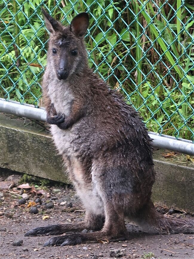 鹿児島市平川動物公園は、鹿児島県鹿児島市平川町にある日本の動物園。<br />園内に入ると、桜島、錦江湾を背景にマサイキリンなどがいるアフリカ園、フライングケージやリスの森などの無柵放養式展示の施設が多い。<br />1984年(昭和59年)には、多摩動物公園、東山動物園とともに日本で初めてクイーンズランドコアラが来園し、1997年(平成9年)5月には、コアラ6世が誕生し話題になった。<br />園では、特別天然記念物のアマミノクロウサギやルリカケス・ナベヅル・エラブオオコウモリなどの郷土特有の動物の繁殖にも成功している。<br />総面積:314,000m2 飼育動物数:140種1,000頭<br />1972年10月14日 - 平川町に移転し、平川動物公園としてリニューアルオープン。<br /><br />オーストラリア園・<br />飼育動物 - アカカンガルー、エミュー、オオカンガルー、コアラ、ベネットアカクビワラビー、コクチョウ<br /><br />南アメリカの自然ゾーン<br />飼育動物 - カピバラ、チリーフラミンゴ、ベニイロフラミンゴ、マーラ、リャマ<br />フタユビナマケモノ、リスザル、ワタボウシパンシェ、キンカジューなど<br /><br />フライングケージ<br />飼育動物 - ショウジョウトキ、オシドリ、カルガモなど<br />フリー百科事典『ウィキペディア(Wikipedia)』より引用<br /><br />平川動物公園 については・・<br />https://hirakawazoo.jp/news/20736<br /><br /><br />