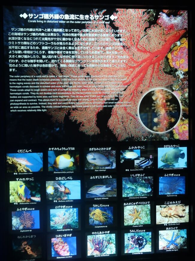 鹿児島29　かごしま水族館-1　　☆<br /><br />いおワールドかごしま水族館は、鹿児島県鹿児島市本港新町にある鹿児島市立の水族館である。市の条例による正式名称はかごしま水族館である。<br />水族館のコンセプトは「黒潮浪漫街」]。「いおワールド」は愛称。館名の「いお」とは鹿児島弁で魚のことである<br />1997年5月30日に開館した。黒潮に洗われる鹿児島沿岸・鹿児島湾の海生生物をメインに展示しているが、汽水域や河川の生物も多く取り扱う。名物はジンベエザメ（ユウユウ）とサツマハオリムシ。総事業費は約127億円。外観はエイをイメージしたものである。<br />かごしま水族館は、日本国内で初めてカラチョウザメの餌付け、サツマハオリムシの展示に成功した水族館である。<br />2011年10月、入館者数が1000万人に到達。<br />順路の最後には初代館長の吉田啓正が考えた「沈黙の海」が文章と共に展示されている。中に生物は展示されておらず水だけで満たされているが、海の環境を考えさせるためだとされている。<br />館内は5階から地下2階まであり、順路に沿って歩いて観覧する。<br />&#8226;黒潮の海「黒潮大水槽」 - 水量1,500t。ジンベエザメ、シノノメサカタザメ、マダラトビエイ、カラチョウザメ]、クロマグロ、カツオ、サバヒーなど<br />&#8226;南西諸島の海 - タマカイ、スズメダイ類、チョウチョウウオ類、チンアナゴ、サンゴ類、ウミシダ類など<br />&#8226;かごしまの海 - タカアシガニ、ウツボ、イセエビ、ヒラメ、オトヒメエビ、マイワシ、ネコザメなど<br />&#8226;展望ホール - タイヘイヨウアカボウモドキ全身骨格標本。対岸の桜島を目前に望める。<br />&#8226;サツマハオリムシのコーナー<br />&#8226;海藻と魚たち - 沿岸の藻場を再現した水槽。ゴマハゼなど<br />&#8226;淡水水槽 - セキショウモ、メダカ、ヤマトヌマエビ、ミナミヌマエビなど<br />&#8226;クラゲの一生 - ミズクラゲ、タコクラゲなど<br />&#8226;デンキウナギ水槽・ピラルクー水槽<br />&#8226;マングローブ水槽 - コトヒキ、クロホシマンジュウダイ、トビハゼなど<br />&#8226;アザラシ水槽 - ゴマフアザラシ[11]<br />&#8226;イルカプール - ハンドウイルカ<br />（フリー百科事典『ウィキペディア（Wikipedia）』より引用）<br /><br />いおワールドかごしま水族館　については・・<br />http://ioworld.jp/<br />