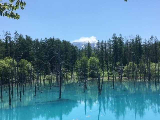 夏の爽やか北海道 青い池周辺観光 札幌編 美瑛 びえい 北海道 の旅行記 ブログ By Luceさん フォートラベル 夏の爽やか北海道 青い池周辺観光 札幌編 美瑛 びえい 北海道 の旅行記 ブログ By Luceさん フォートラベル