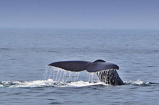 クジラが跳ね マグロは飛ぶ《ウトロが霧でも 羅臼があるさ♪》【知床8日間 CREWG旅-3】