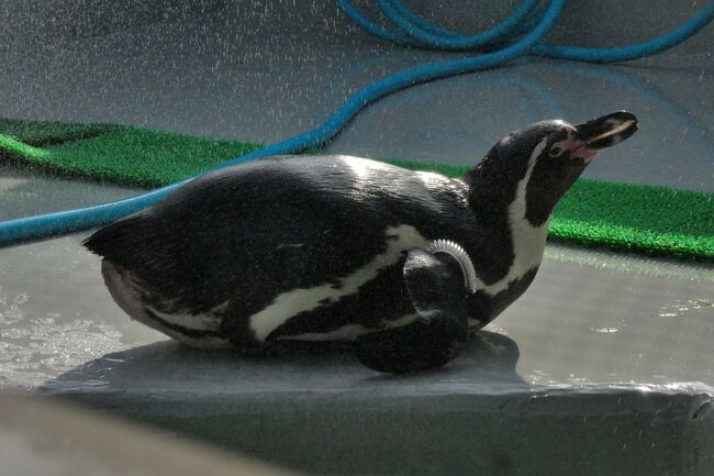 姉が和歌山城と動物園に行きたいと。<br />動物園？？<br />調べるとお城の公園に動物園があるとな。しかーも無料だと！<br /><br />和歌山城はライトアップされるということで、先に動物園を見学し和歌山城へ行くことにしましたが。。。。<br />