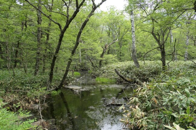 2021年6月6日-13日、信州に行きました♪<br />初夏の爽やかな山岳・高原・湖、温泉やグルメをたっぷりと楽しんできました♪<br /><br />☆Vol.154：第7日目（6月12日）上高地♪<br />上高地帝国ホテルの和朝食を頂いたら、<br />デラックスルームへ。<br />今日はチェックアウト。<br />荷造りしておいて、<br />チェックアウトまでに河童橋周辺ハイキング♪<br />上高地帝国ホテルから梓川に沿って歩く。<br />残雪の穂高連峰は何回見ても飽きない。<br />美しい風景を愛でながら。<br />ゆったりと歩いて眺めて♪