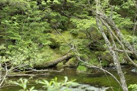 初夏の信州旅行♪　Vol.160 ☆上高地：河童橋周辺ハイキング　美しい小梨平♪