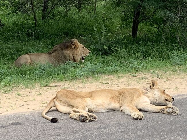 南アフリカ その1 入国・クルーガー国立公園編