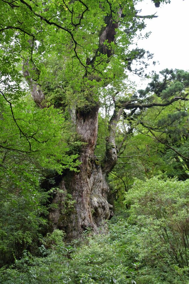 屋久島へ行ってきました！その３　縄文杉に出会えた感動。それをも上回る、ゴールした時の達成感。