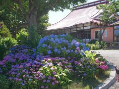 2021.07　じゃらんでGO！紫陽花真っ盛りの共和町「北の紫陽花寺・明善寺」＆深川「彩りの丘」